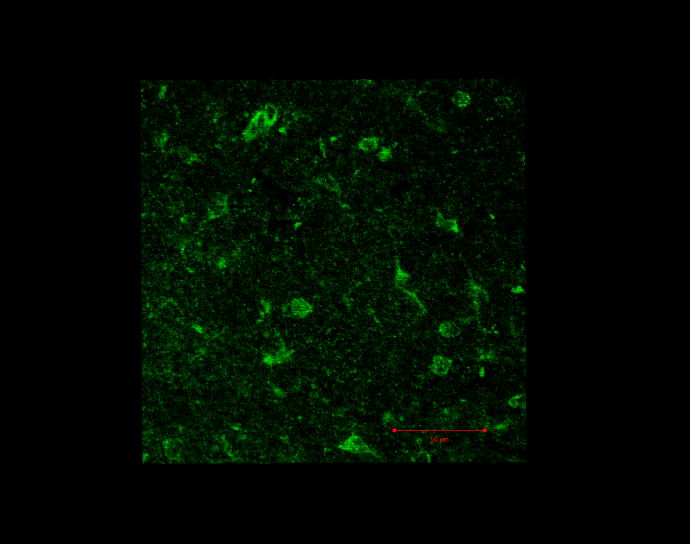 Addgene: AAV Data Hub - pAAV.Syn.NES-jRGECO1a.WPRE.SV40 in Rat